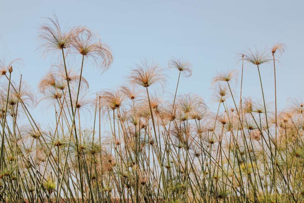 Plante de papyrus dans le jardin