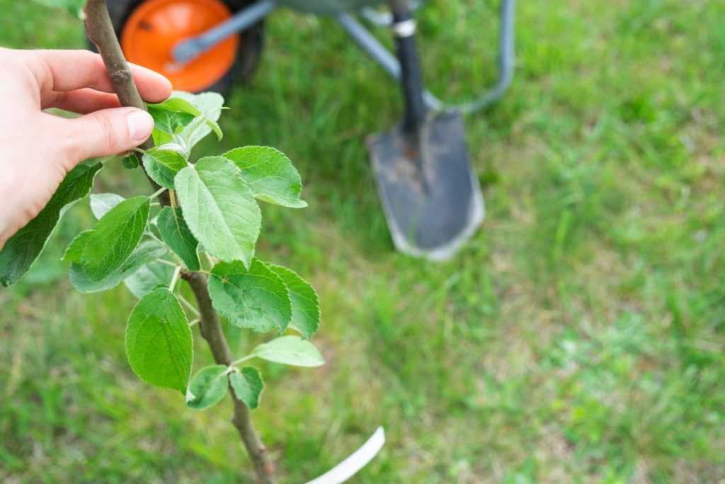 Une plante de pommier dans le jardin