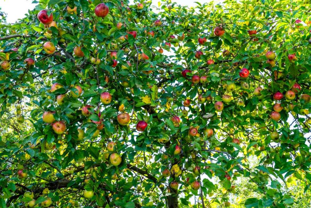 Des pommes abondantes qui poussent parmi des feuilles