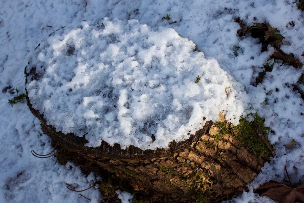 Une souche d'arbre enneigée