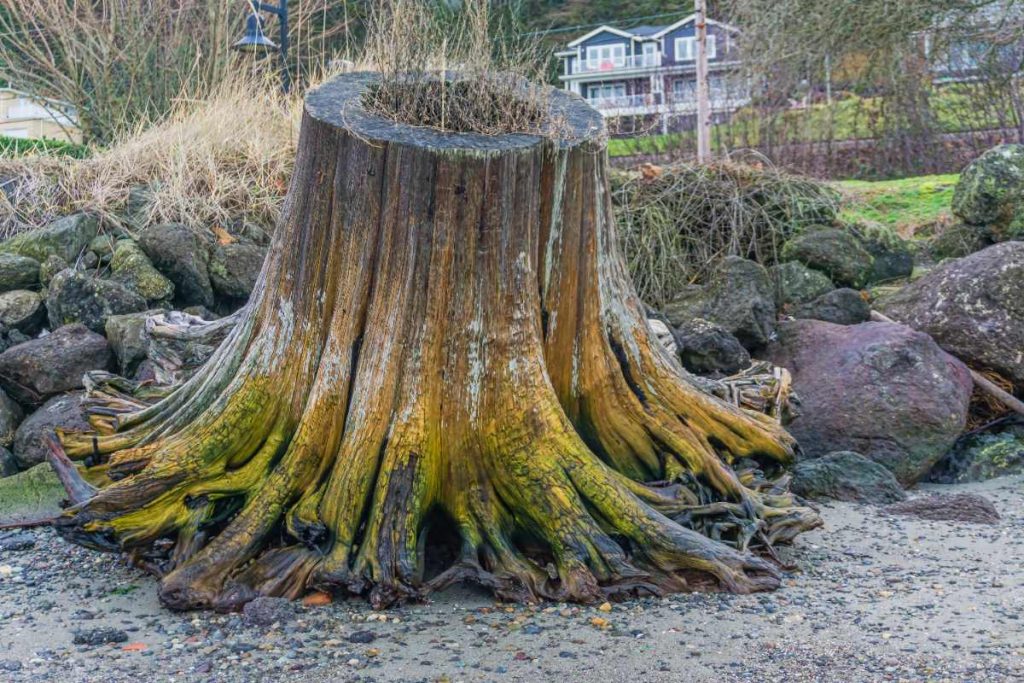 Une souche d'arbre sur le sol