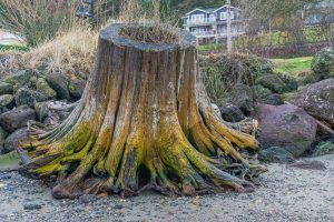 Le gros sel permet-il vraiment de faire pourrir une souche d&rsquo;arbre naturellement ?