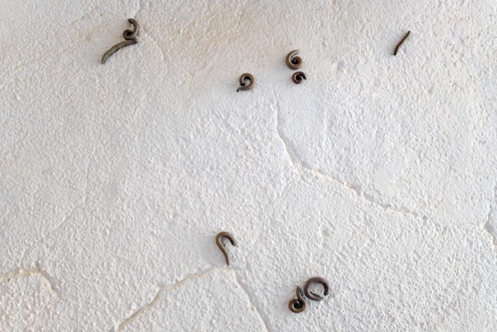 Des vers sur le mur