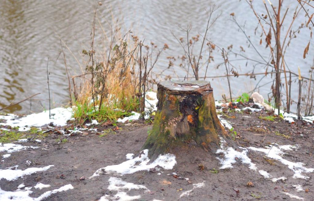 Une vieille souche d'arbre dans le jardin
